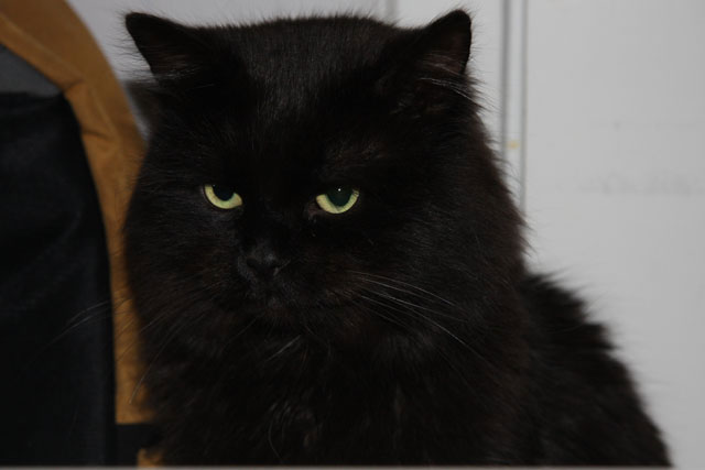 sibirisk katt