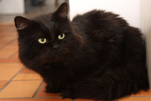 sibirisk katt