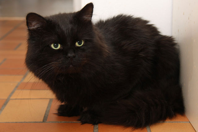 sibirisk katt