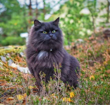 sibirisk katt Wise