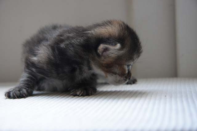  sibirisk kattunge