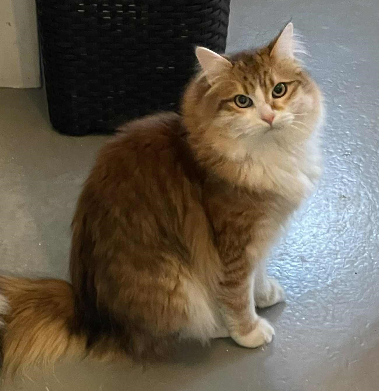 Sibirisk katthane Jonathan