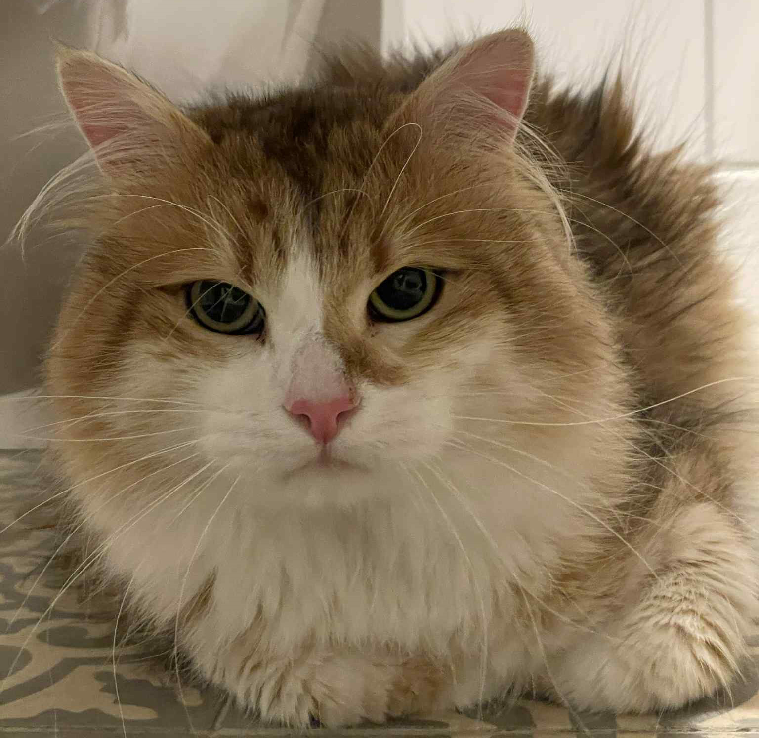 Sibirisk hankatt Jonathan