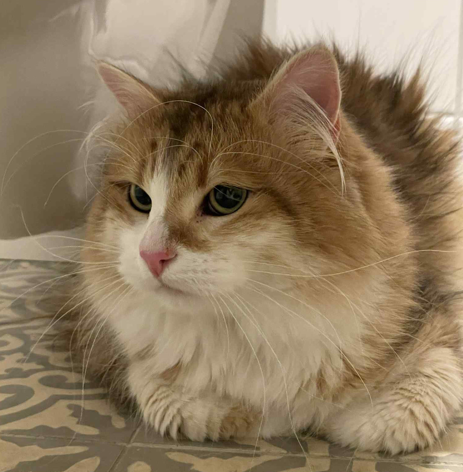 Sibirisk hankatt Jonathan