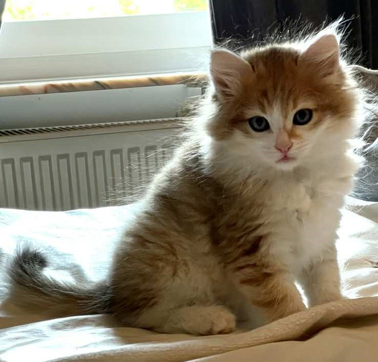 Sibirisk katthane Jonathan