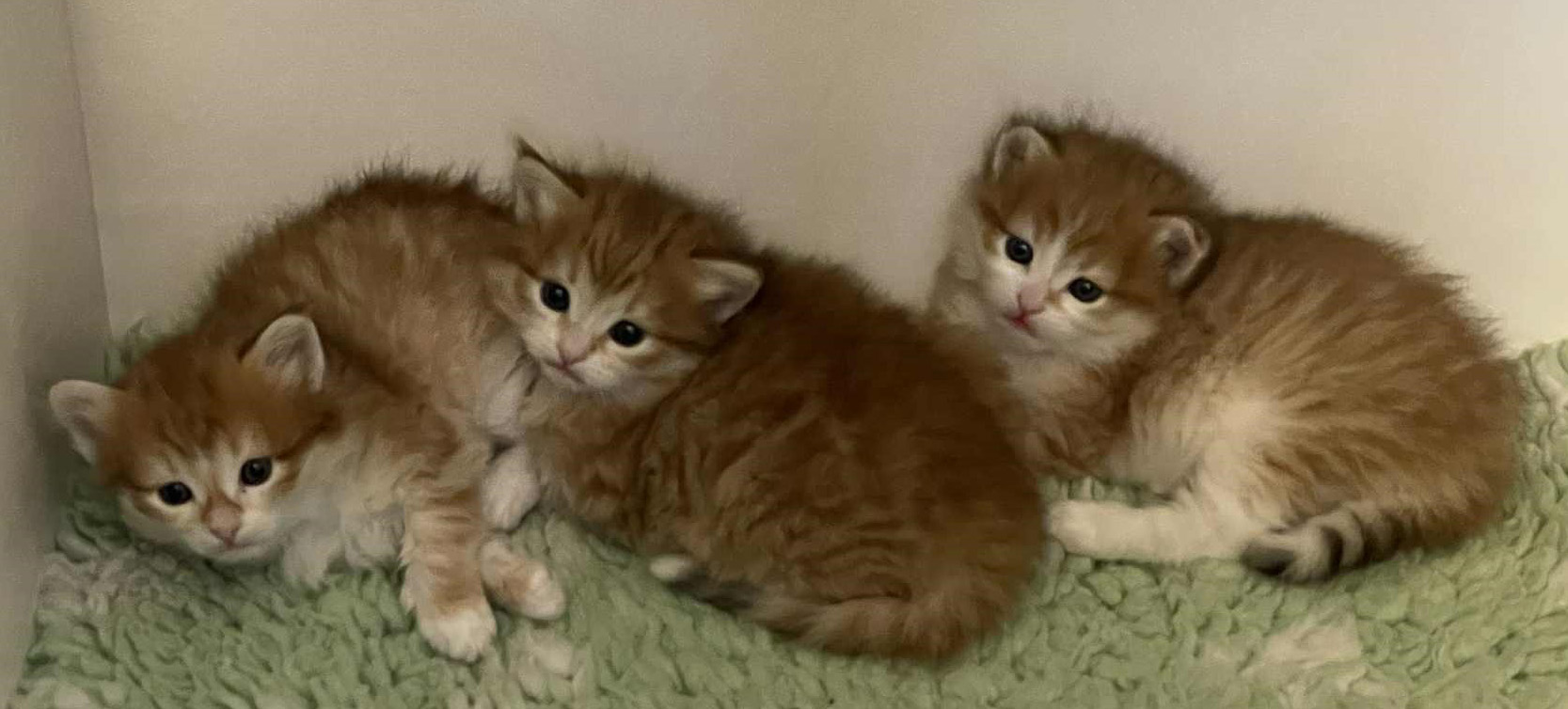 Sibirisk hankatt Jonathan med bröder