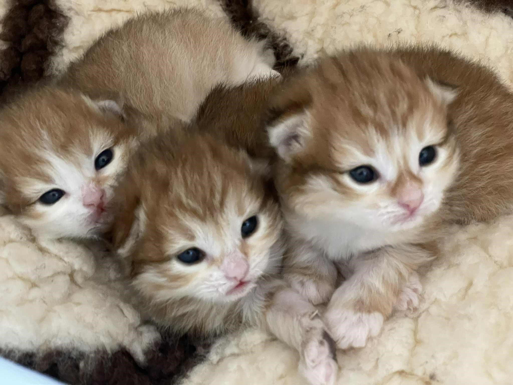 Sivbirisk hankatt Jonathan med bröder