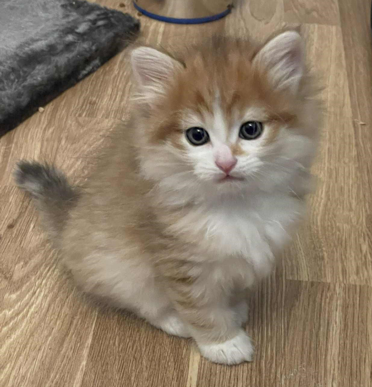 Sibirisk hankatt Jonathan