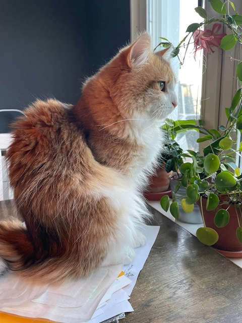 Sibirisk hankatt Jonathan