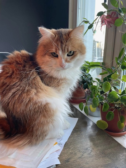 Sibirisk hankatt Jonathan