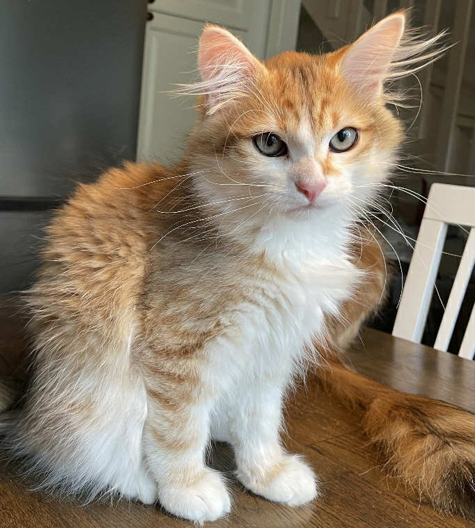 Sibirisk katthane Jonathan