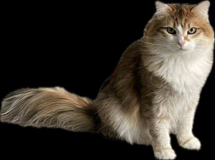 Sibirisk katthane Jonathan