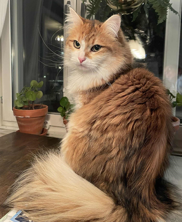 Sibirisk katt Jonathan