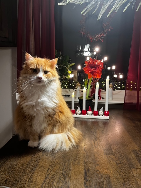 Jul sibirisk katt Flynn