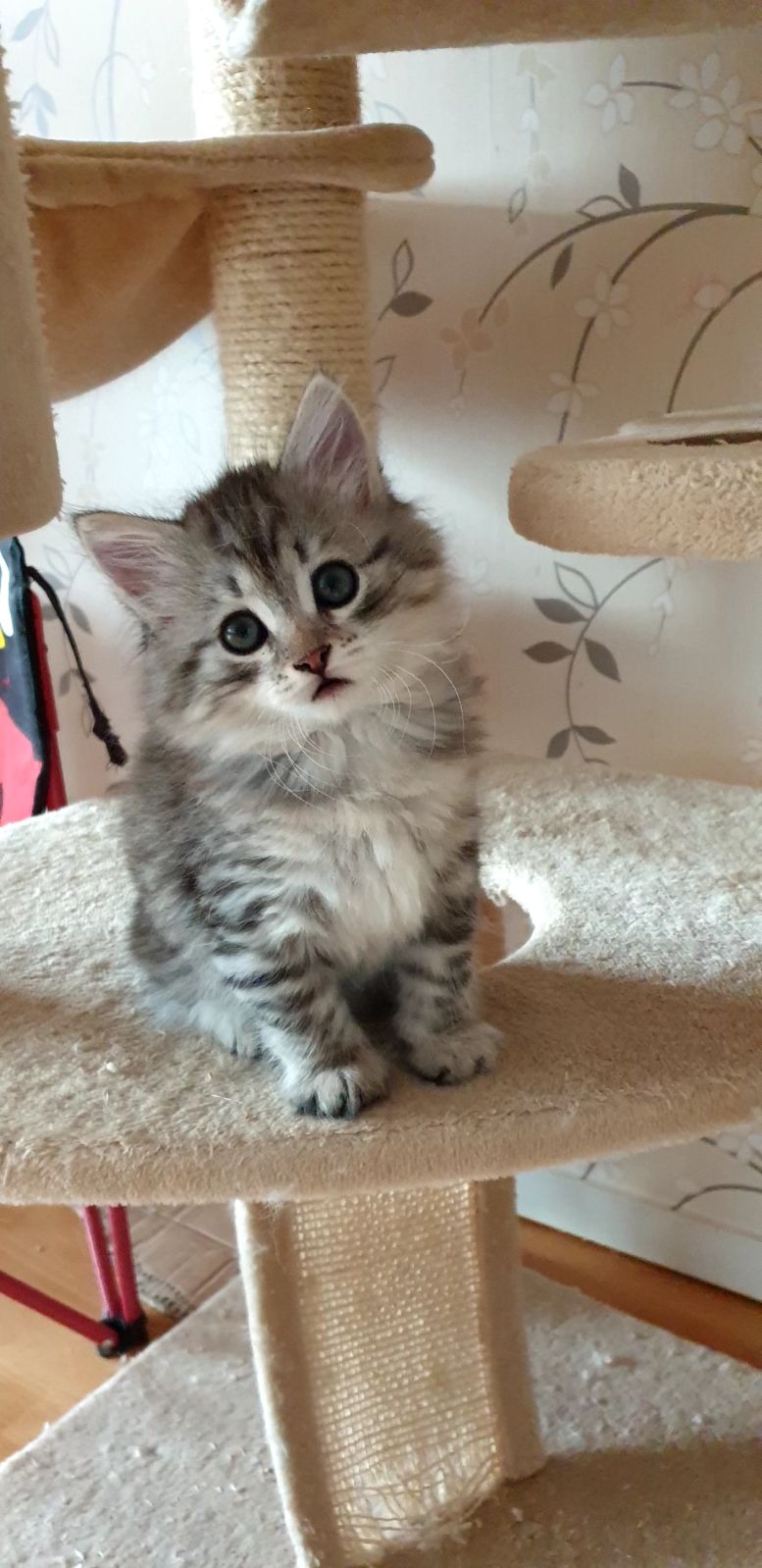 Sibirisk kattunge Jurij