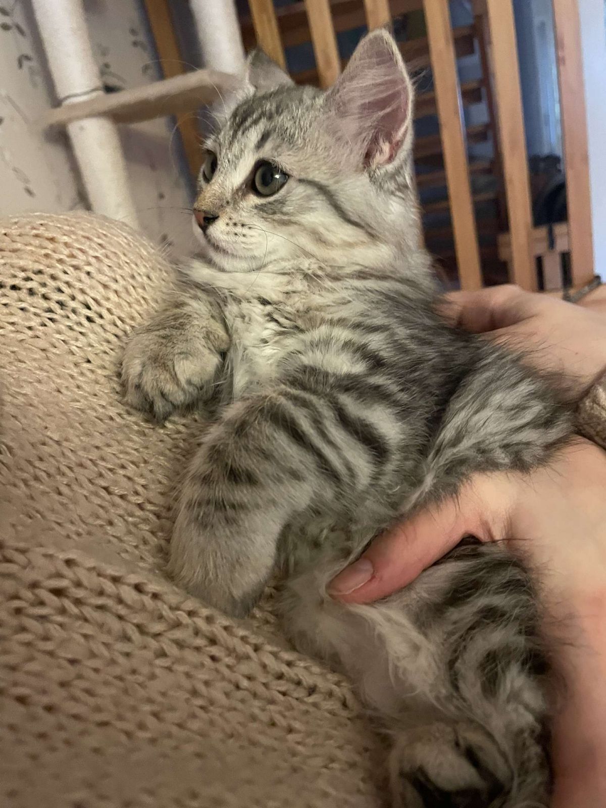 Sibirisk kattunge Jurij