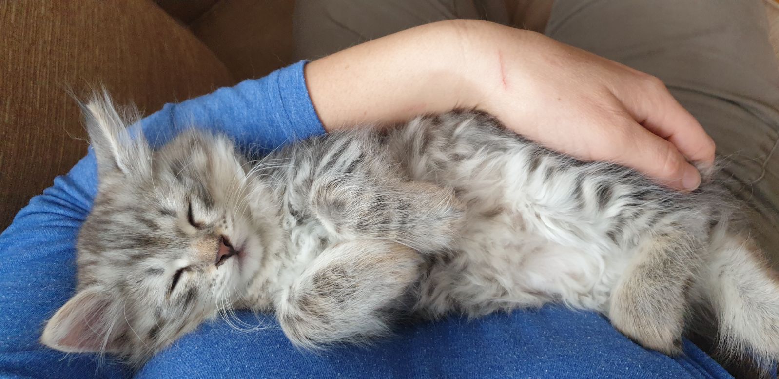 Sibirisk kattunge Jurij