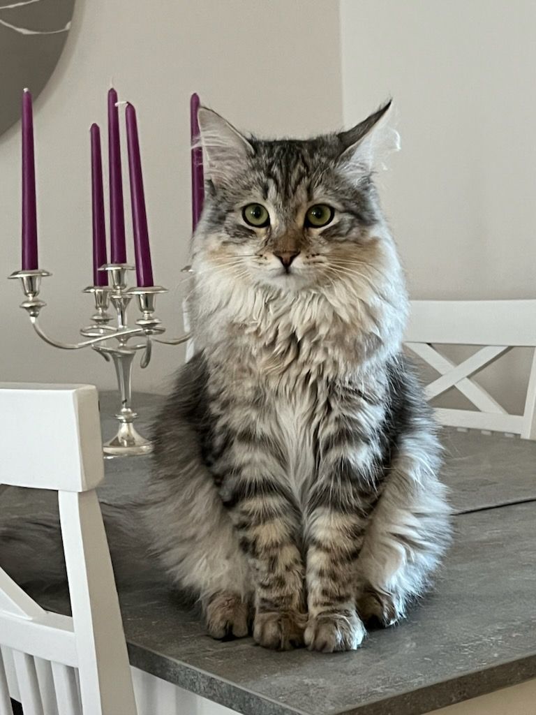 Sibirisk katt Jurij