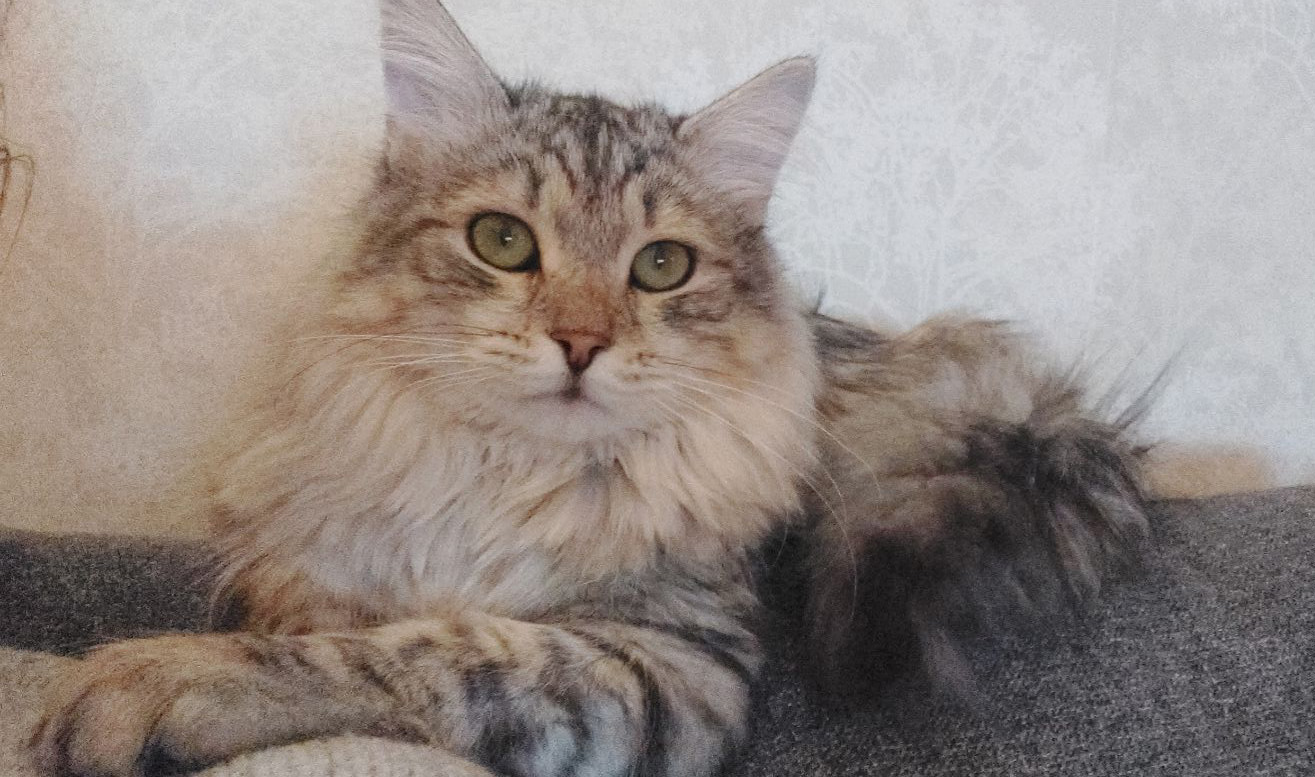 Sibirisk katt Juriij