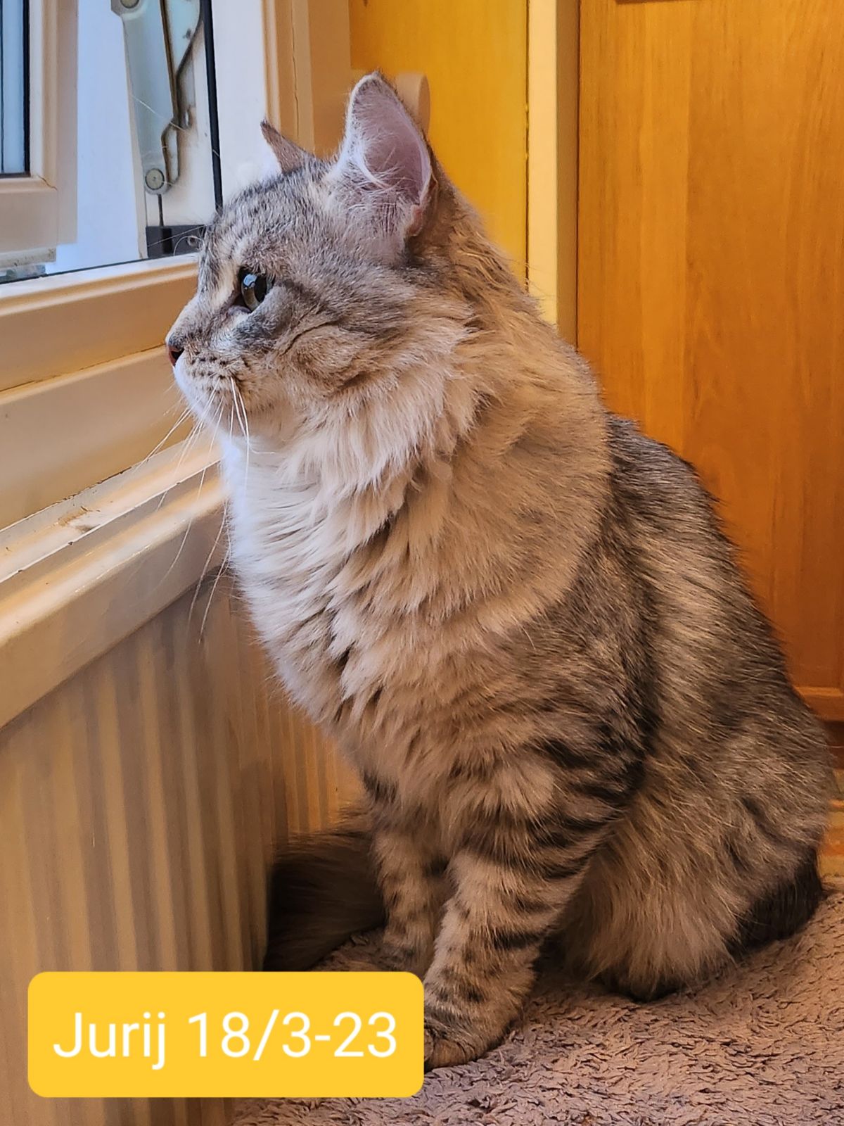 Sibirisk katt Jurij