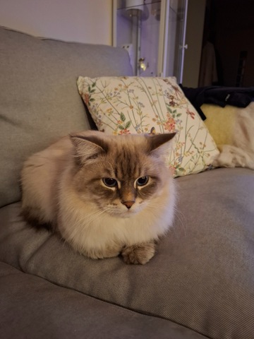 Neva Masquerade hanen Keso