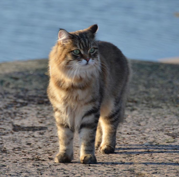 Sibirisk katt Lulin