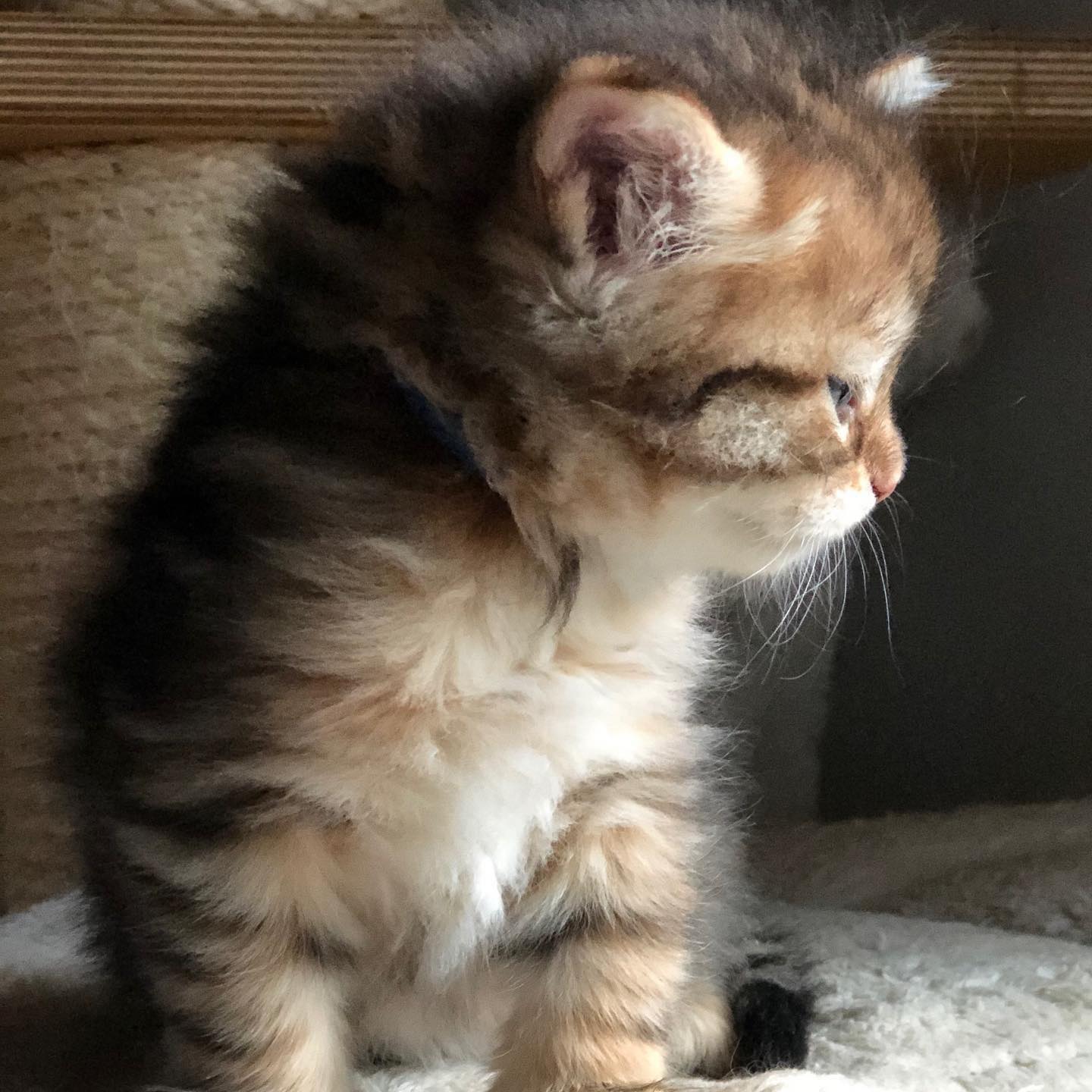 Sibirisk katt Måns