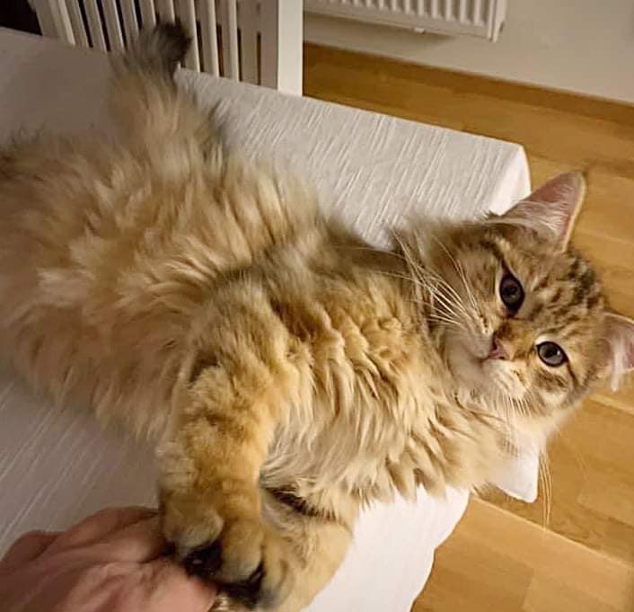 Sibirisk katt Måns