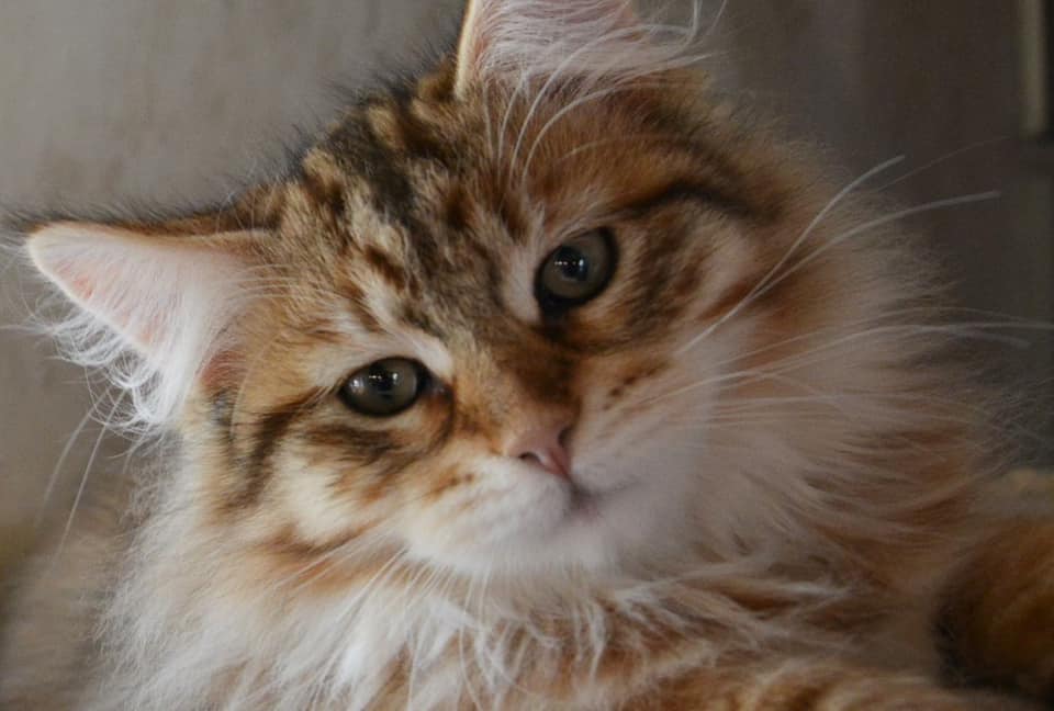 Sibirisk katt Mans