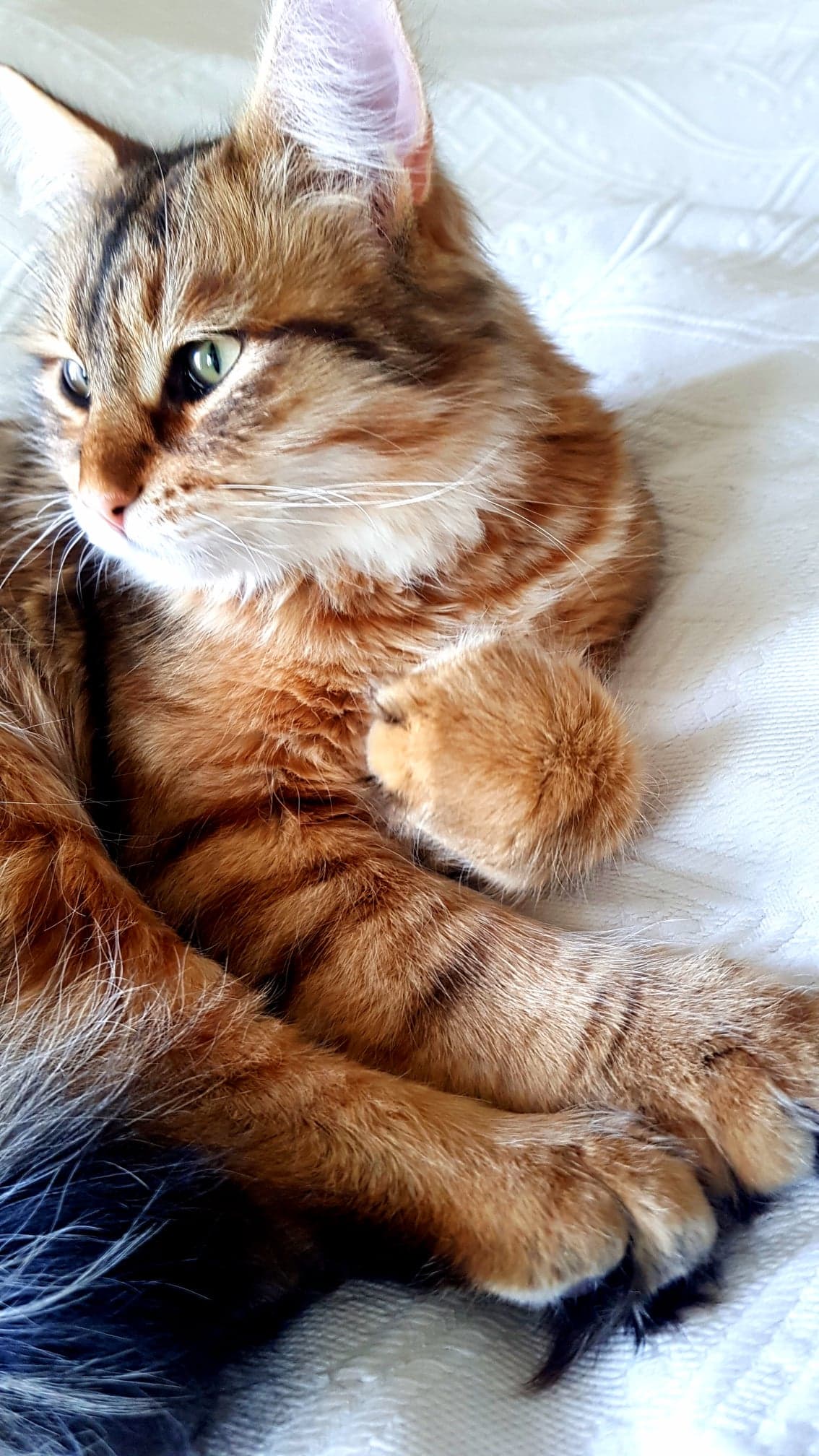 Sibirisk katt Måns