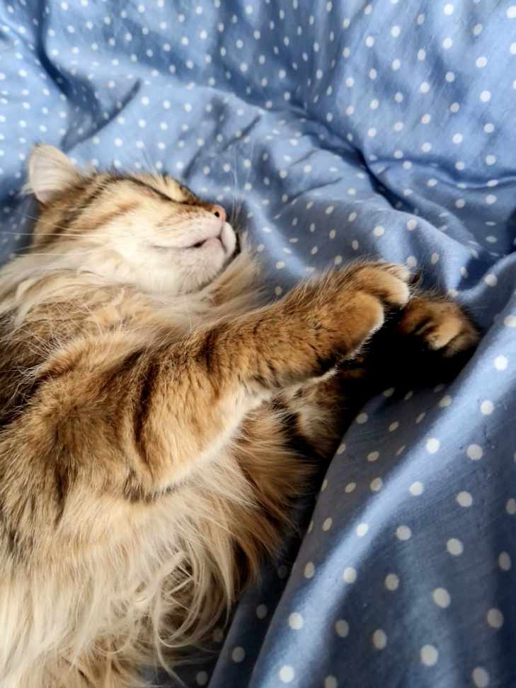 Sibirisk katt Måns