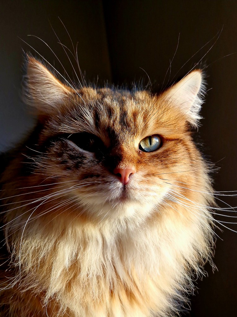 Sibirisk katt Måns