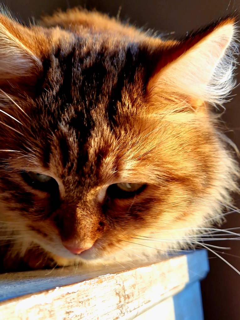 Sibirisk katt Måns