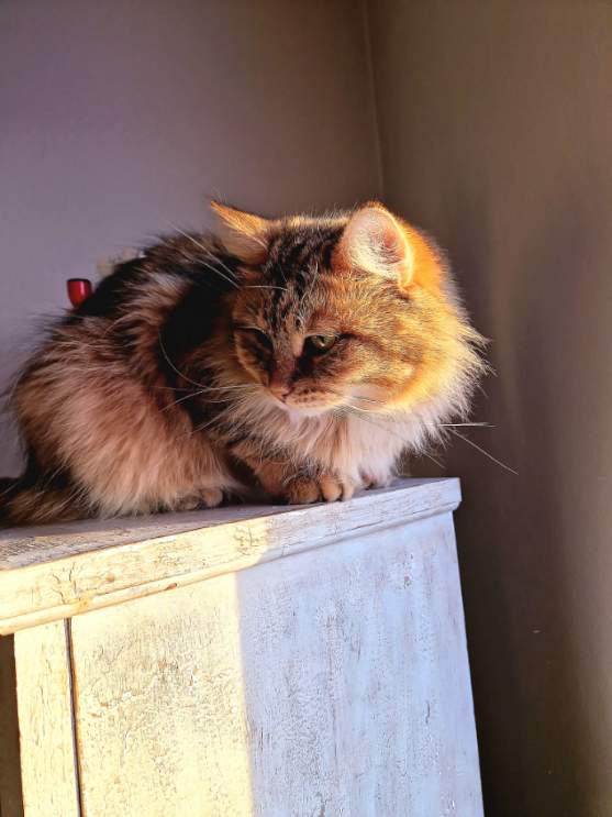 Sibirisk katt Måns
