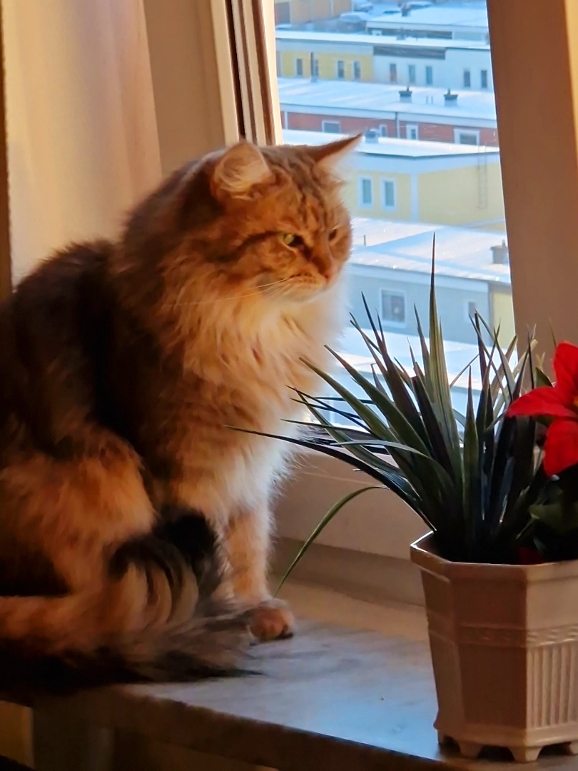 Sibirisk katt Måns