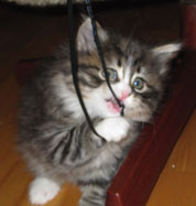 sibirisk kattunge