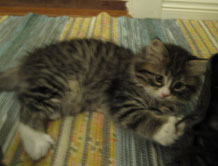 sibirisk katt