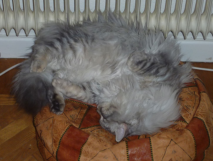 sibirisk katt