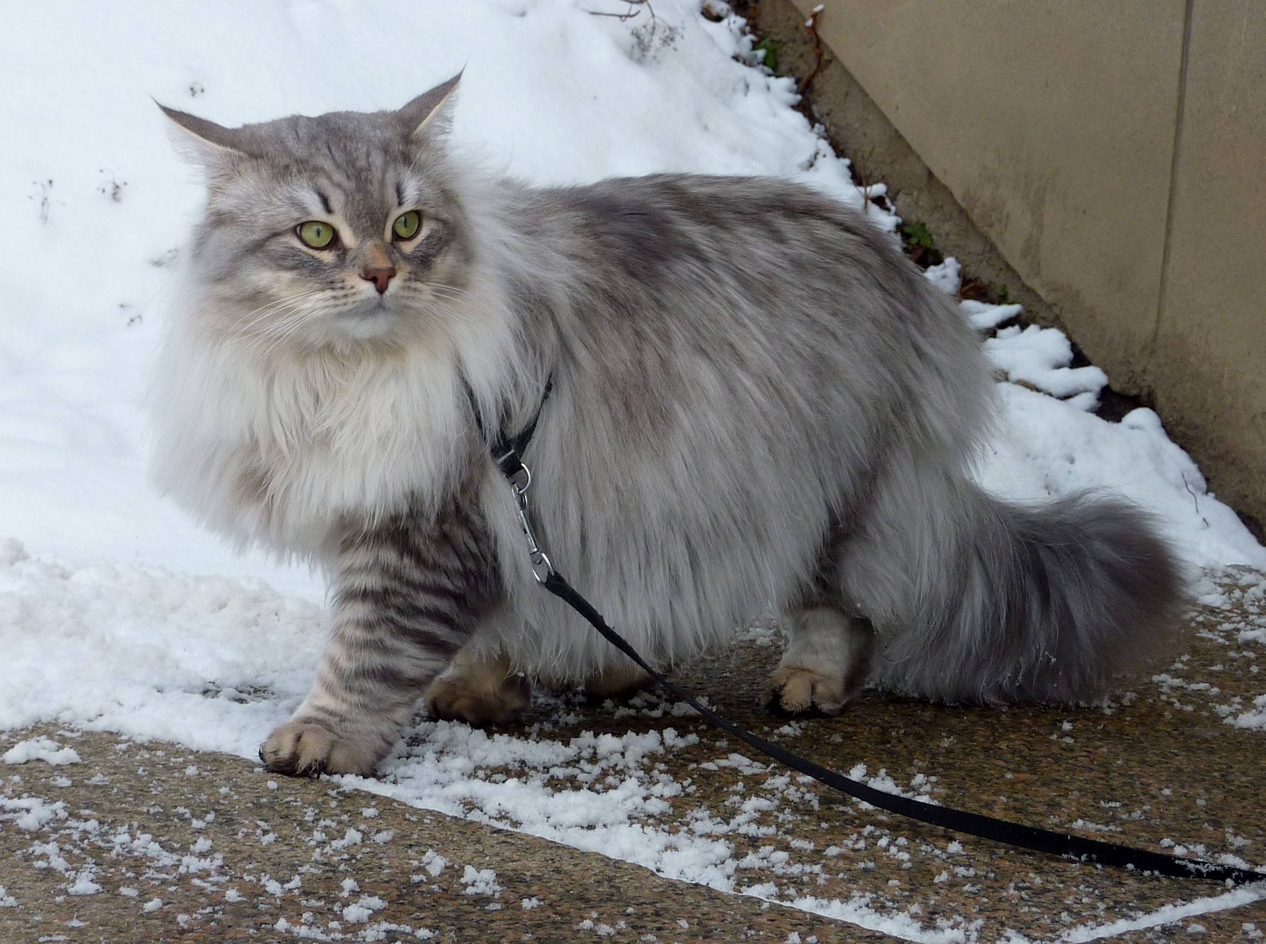 sibirisk katt