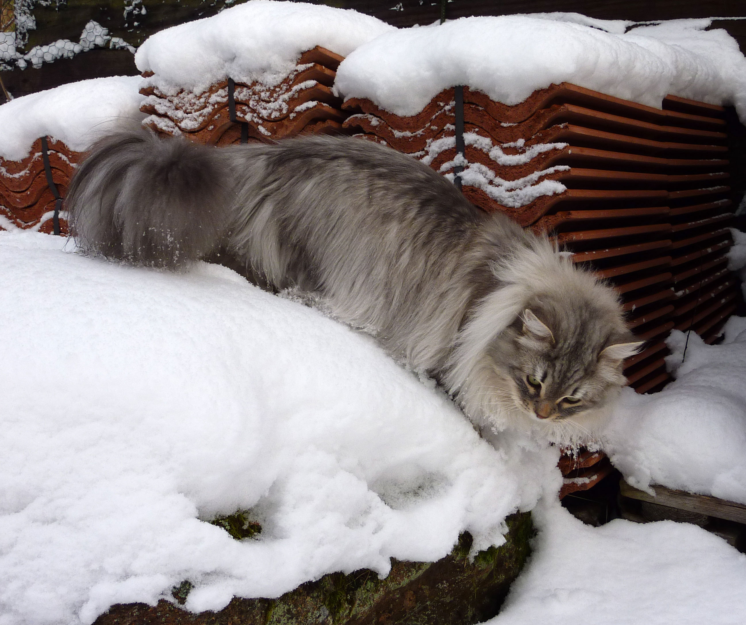 sibirisk katt