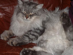 sibirisk katt