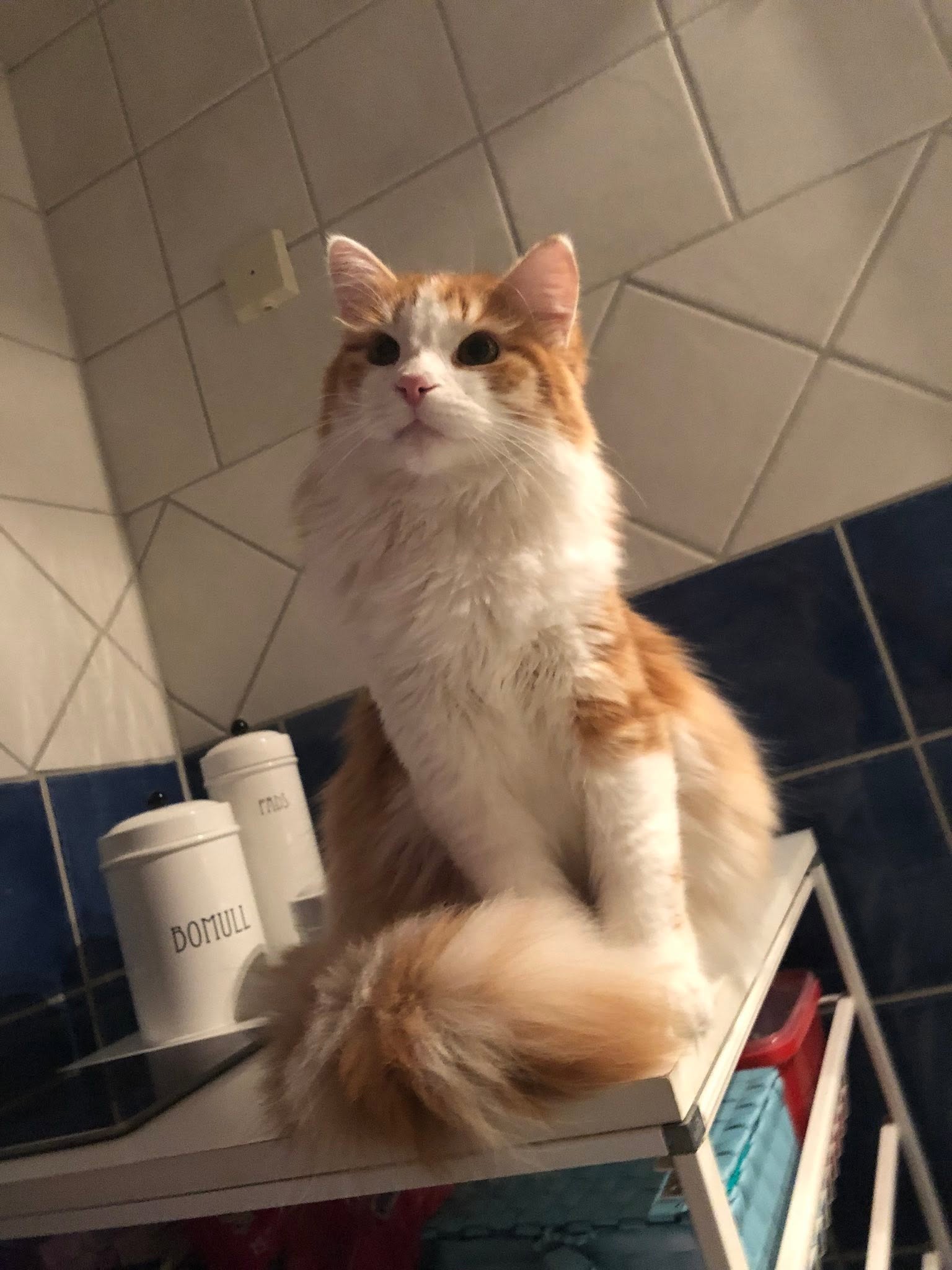 Sibirisk katt Pollux