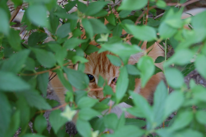 Sibirisk katt i buske