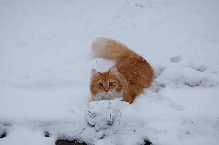 Sibirisk katt_Queeni i snön