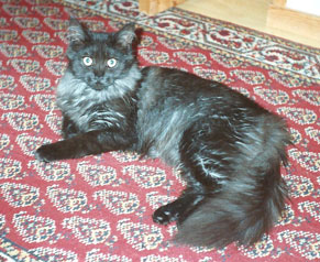 maine coon