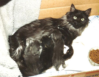 maine coon
