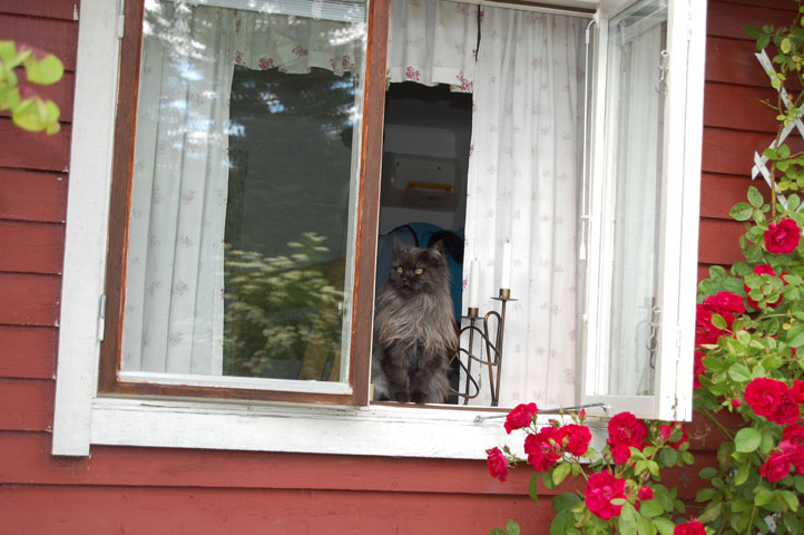 maine coon