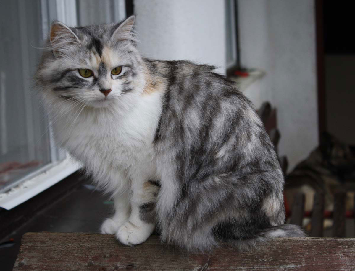 sibirisk katt