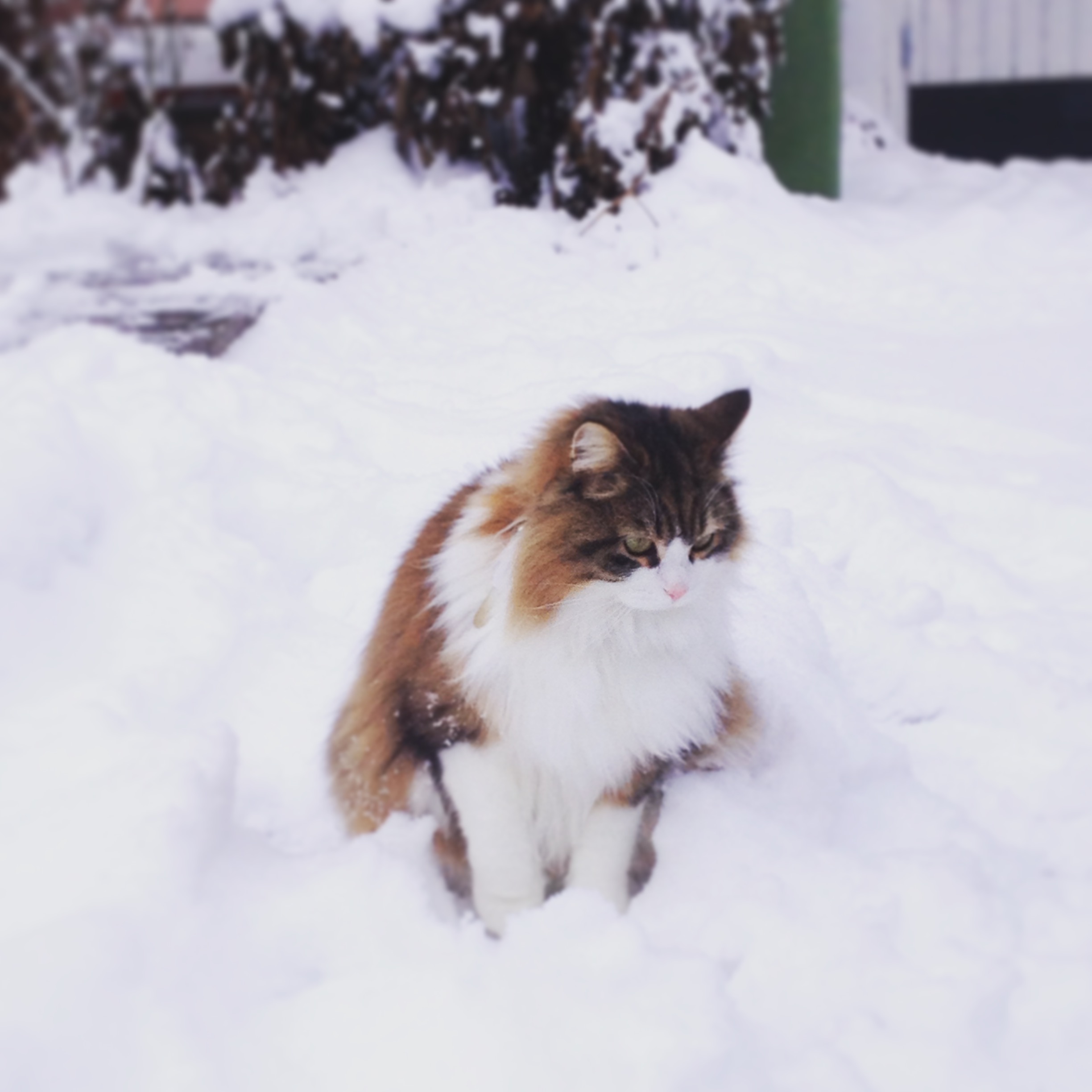 sibirisk katt Valentine