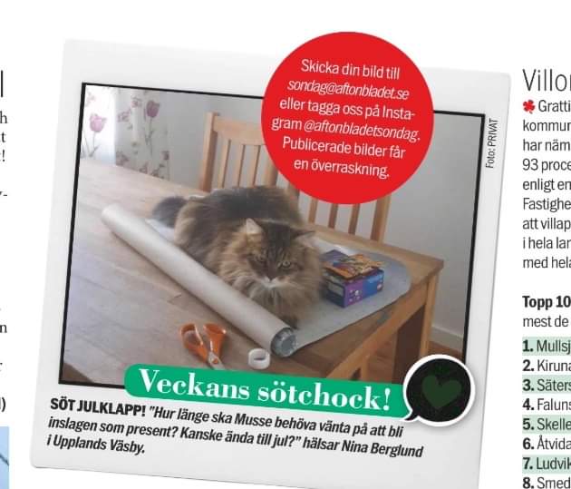 Sibirisk katt Black